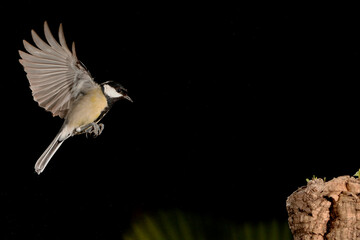 carbonero en vuelo hacia un tronco y fondo negro