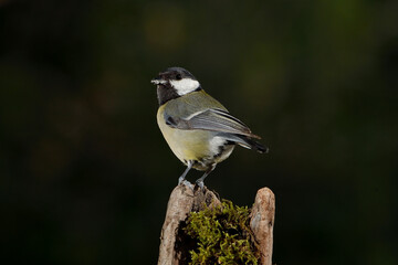 carbonero posado en un tronco con musgo (Parus major) Ojén Andalucía España 