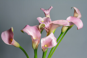 Close-up bouquet of pink calla lilies in glass vase on gray background, greeting or gift concept,...