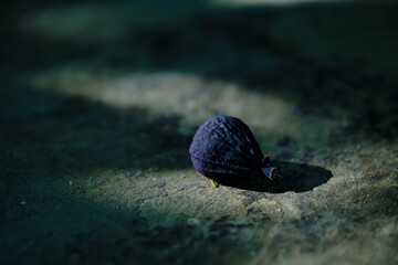 Trockene Feigenfrucht