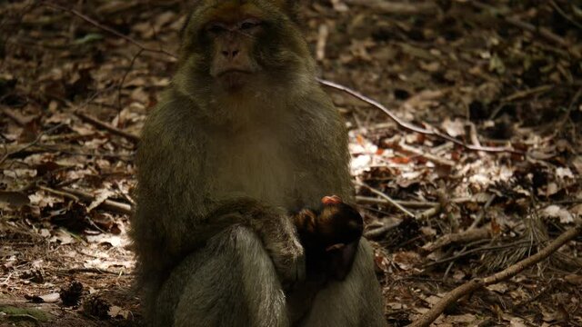 4K video of wild monkey with a baby 50 fps