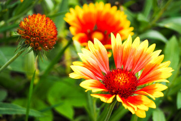 three perennial yellow buds with red gaillardia on a green background on a summer day