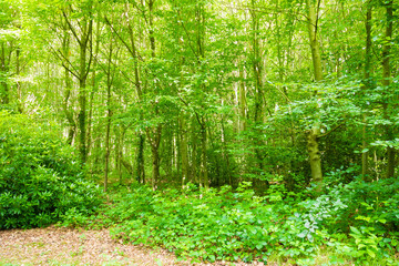 Fototapeta na wymiar Beautiful wild forest during the spring season on a sunny day. Very colorful green foliage. Luxurious peaceful nature. Gorgeous preserved landscape. Normandy, France. 