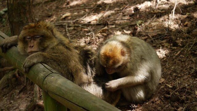 4k video of wild monkey - family 50 fps