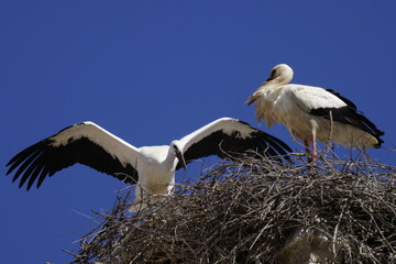 stork