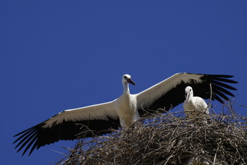 stork