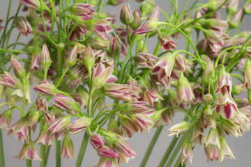 Chives or Allium schoenoprasum blooming flowers in glass vase on gray background, selective focus