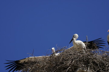 stork