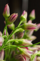 Extreme close-up photo Chives or Allium schoenoprasum blooming flowers in glass vase on gray background, selective focus