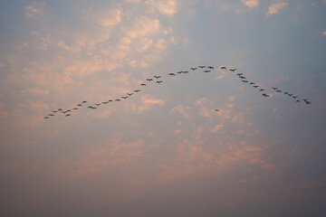 Flying birds in the sky.