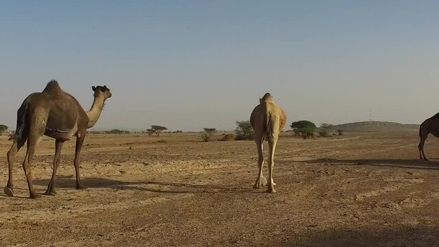 the camel trekking through the hot desert of tata morocco 