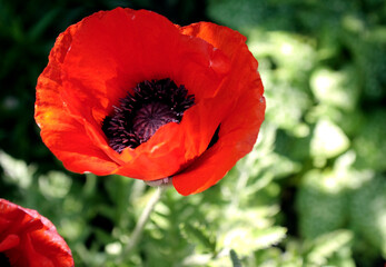 Red poppy with a black middle grows in the park on a summer day. Close-up.