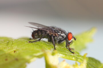 Mosca sobre hoja verde