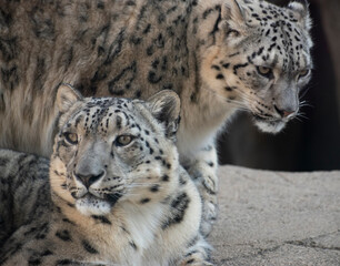 Two snow leopards at the zoo