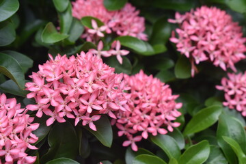 pink hydrangea flowers