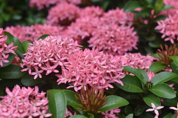 pink hydrangea flowers