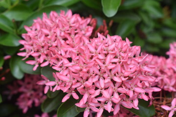 Fototapeta premium pink hydrangea flowers