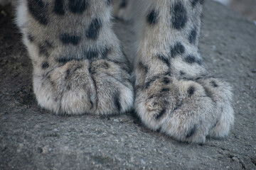 A closeup of a snow leopard's paws