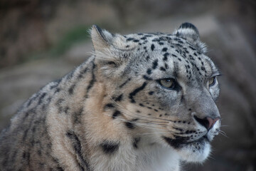 Closeup of a snow leopard