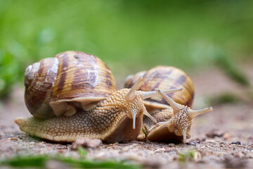Two Snails crawling on soil after rain ( Helix Pomatia )	