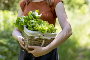 A girl carries from garden a wicker basket with greens. Close up.