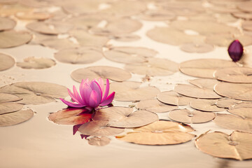 pink lotus flower in sunset rays