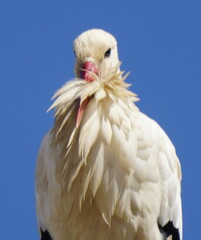 cigüeñas