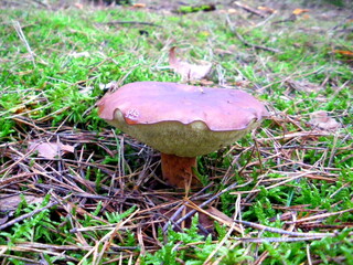 mushroom, wald, natur, herbst, pilz, essen, gras, boletus, moos, pilz, essbar, braun, mushroom,...