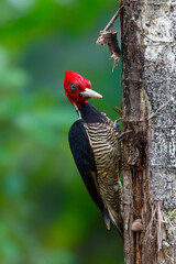 Pale-billed woodpecker sitting on a tree in the forest of Costa Rica