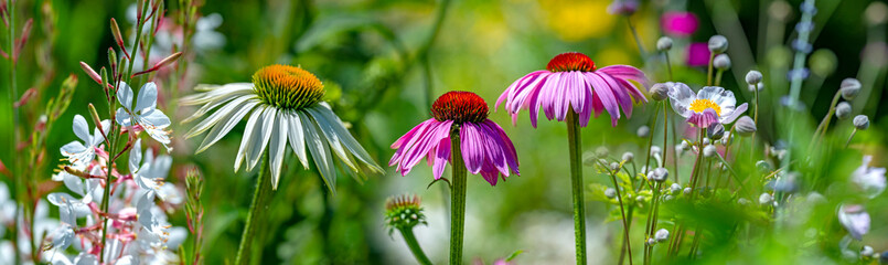 garden with perennials Echinacea - coneflower close up