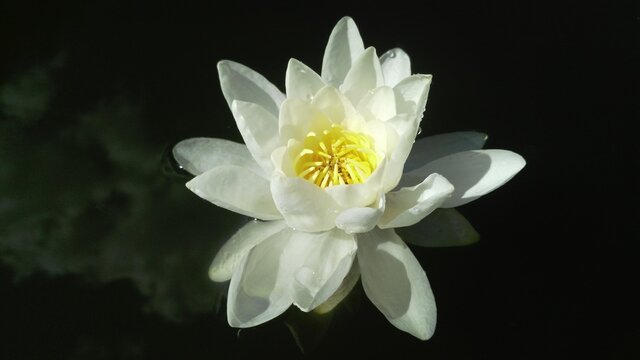 white water lily swims in black water. pure, bright, white water flower. clouds are reflected in dark water. a close up of a flower. high quality photo