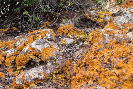 Roca Volcánica Images Et Vidéos Libres De Droits Adobe Stock