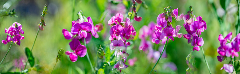 pink flowers of lathyrus on a green background
