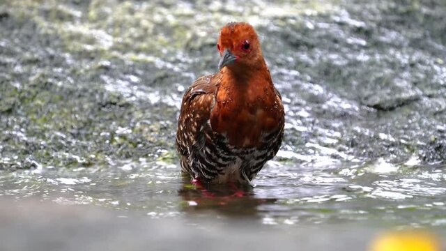 Red-legged Crake; Rallina fasciata bird playing in the pond.