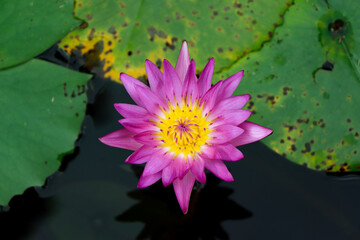 Water lilies