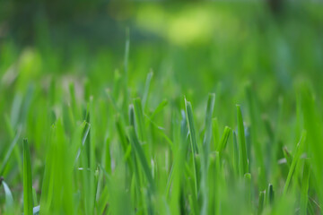 grass