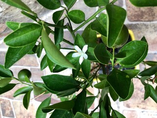 green, leaf, plant, leaves, tree, nature, branch, isolated, white, spring, herb, food, foliage, summer, growth, flower, fresh, flora, garden, bush, ficus