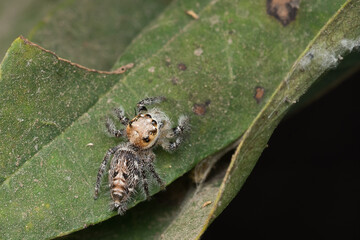 Hyllus semicupreus jumping spider on a leaf
