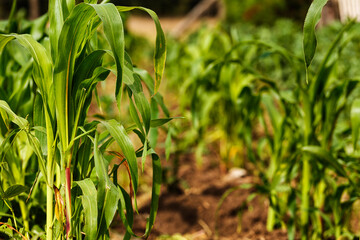 Corn crop