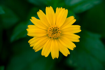 Wedelia chinensis