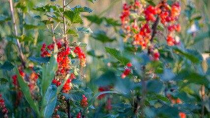 Red currant bush on a background of green meadow