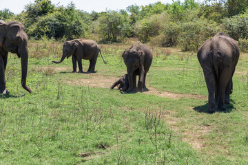 Obraz premium Close up of elephant family with a newborn baby elephant in a National Park of Sri Lanka