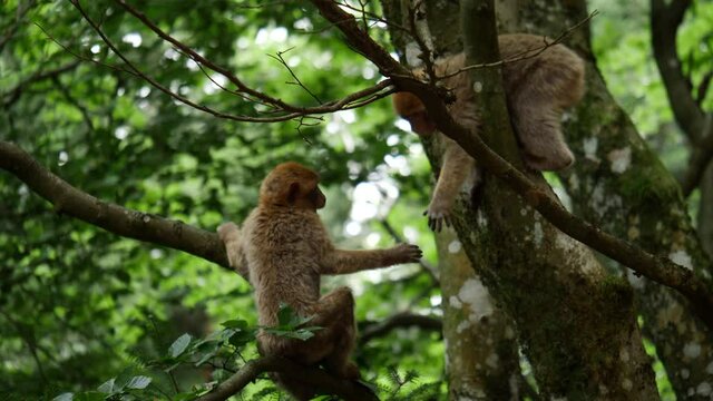 4k video of wild monkey playing - family  50 fps