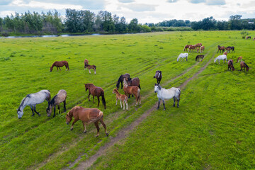 Naklejka na ściany i meble A herd of horses graze in a green meadow along the river