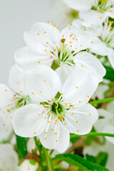 Fototapeta na wymiar Cherry tree blossoms on a white background.