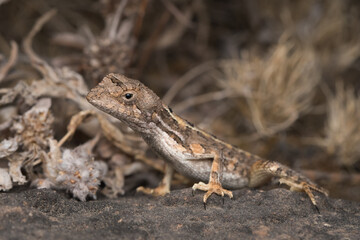 Obraz premium Female fan-throated lizard resting on a rock