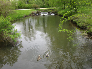 Kaczki na parkowej rzece. © WalDec