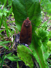 Papillon de nuit