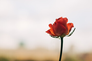 single red poppy