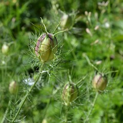 Knospen der Jungfer im Grünen - Nigella damascena